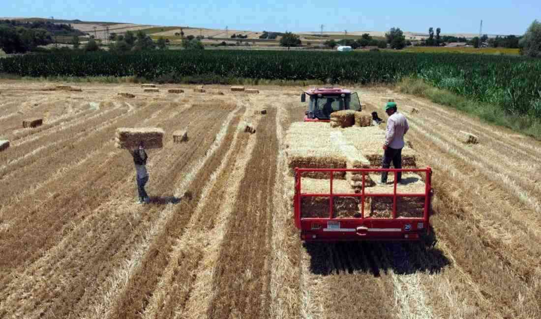 Kavurucu Sıcaklarda Ekmek Parası MücadelesiEdirne’de buğday hasadının sona ermesiyle tarlalarda