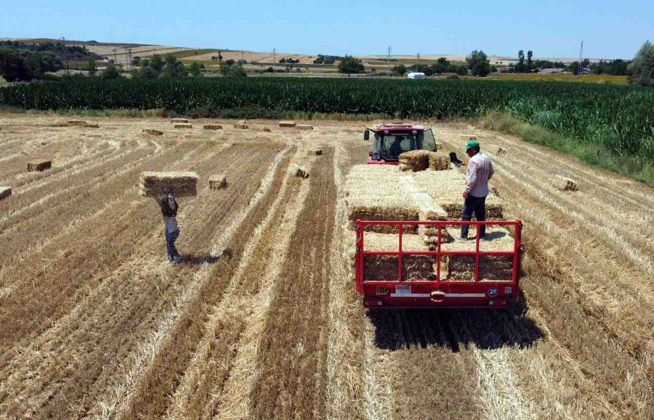 Kavurucu Sıcaklarda Ekmek Parası MücadelesiEdirne’de buğday hasadının sona ermesiyle tarlalarda