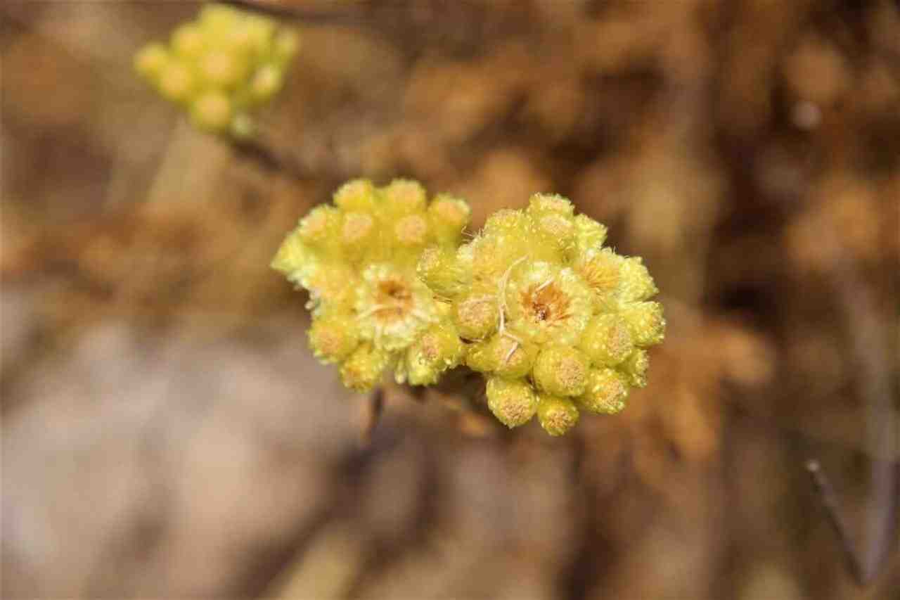 Endemik Türden Geriye Sadece 3 Adet Kaldı Kuşadası – Aydın’ın