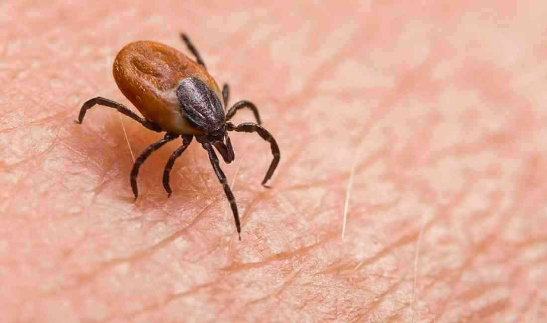 Ege Üniversitesi Tıp Fakültesi Öğretim Üyesi Prof. Dr. Erkan Sevinç,