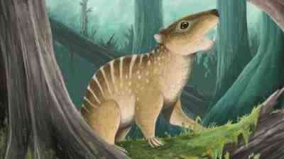 Durlston Koyu’nda Bulunan Fosil, Yeni Bir Türü Ortaya Çıkardıİngiltere’nin Dorset