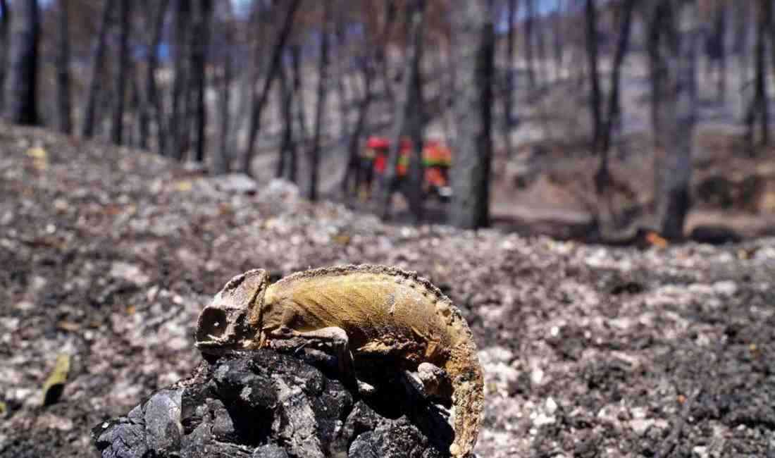 Artan hava sıcaklıklarının tetiklediği orman yangınları, sadece ağaçları değil, yaban