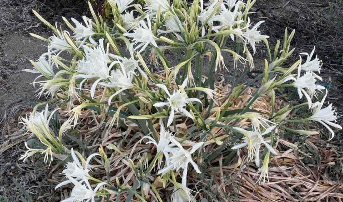 Antalya’nın Alanya ilçesindeki sahillerde doğal olarak yetişen ve Dünya Doğa