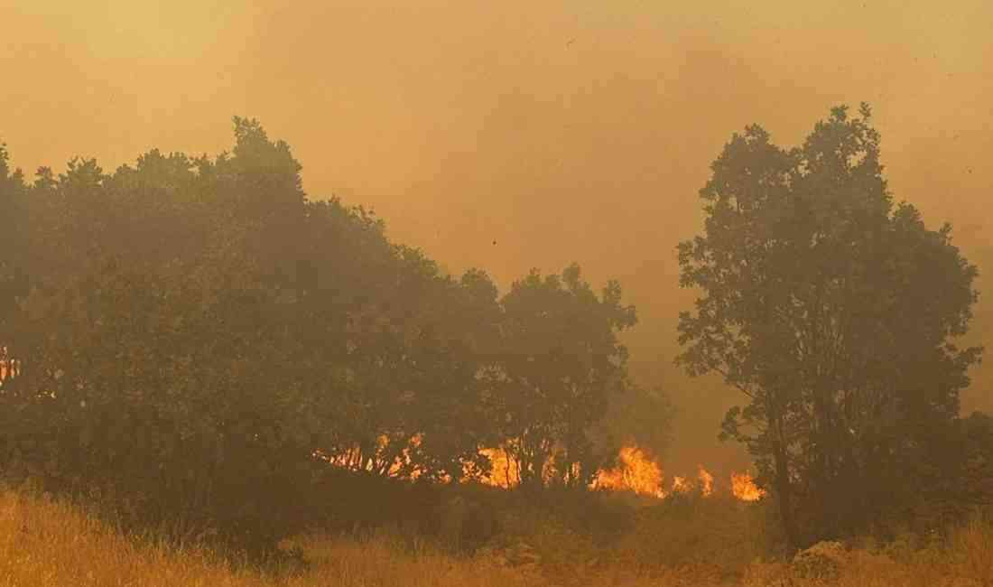 Mardin’in Ömerli ilçesi kırsalındaki ormanlık alanda çıkan örtü yangını, ekiplerin