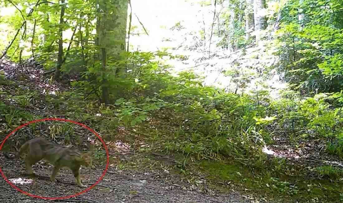 Bursa’nın ormanlık alanlarında, nesli tükenme tehlikesi altında bulunan yaban kedisi