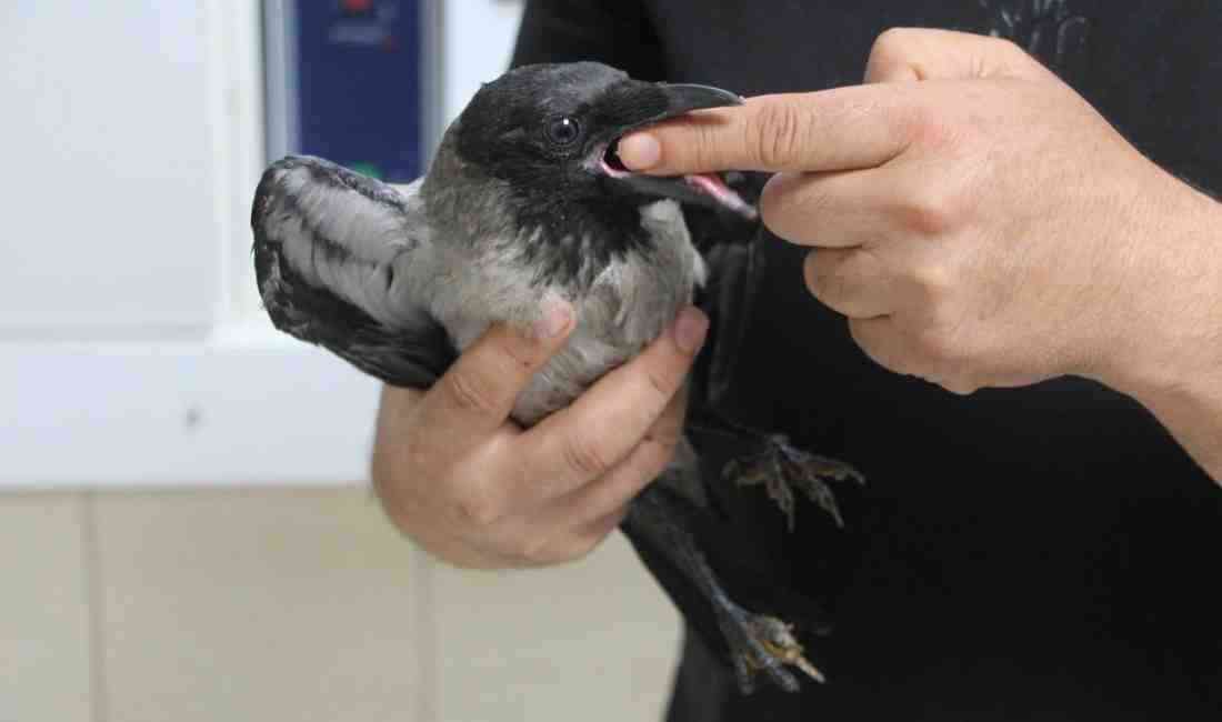 Adana’nın Pozantı ilçesinde veteriner hekim Mete Betin, doğada kanadı yaralı