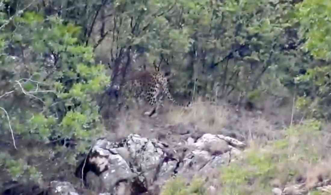 Antalya’nın Kemer ilçesinde yer alan Beydağları Sahil Milli Parkı’nda, nadir