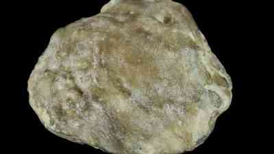 Avustralya’nın Queensland eyaletinde, 2019’da bulunan fosil inci, yapılan yeni araştırmalarla