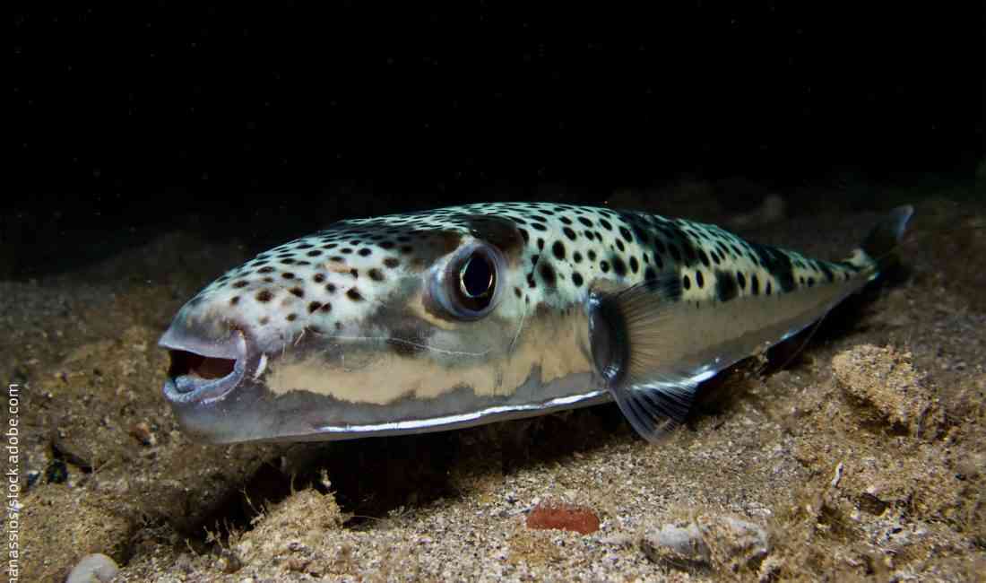 Tarım ve Orman Bakanlığı, balon balığı avcılığında destekleme ödemelerine ilişkin