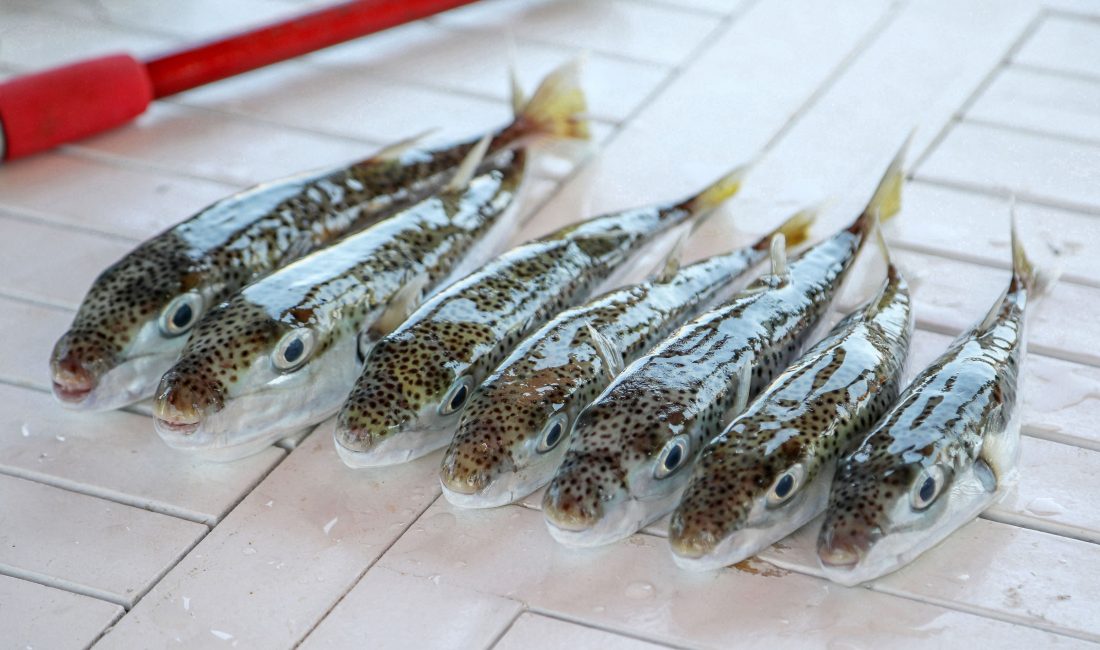 Akdeniz’de Balon Balığı Tehdidi: Yerli Türlerin Yerini Alıyor Akdeniz Üniversitesi’nden Prof. Dr. Mehmet Gökoğlu, popülasyonu hızla artan ve