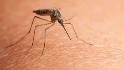 Çin’in Guangdong eyaletinde, sivrisinek kaynaklı chikungunya virüsü nedeniyle son bir