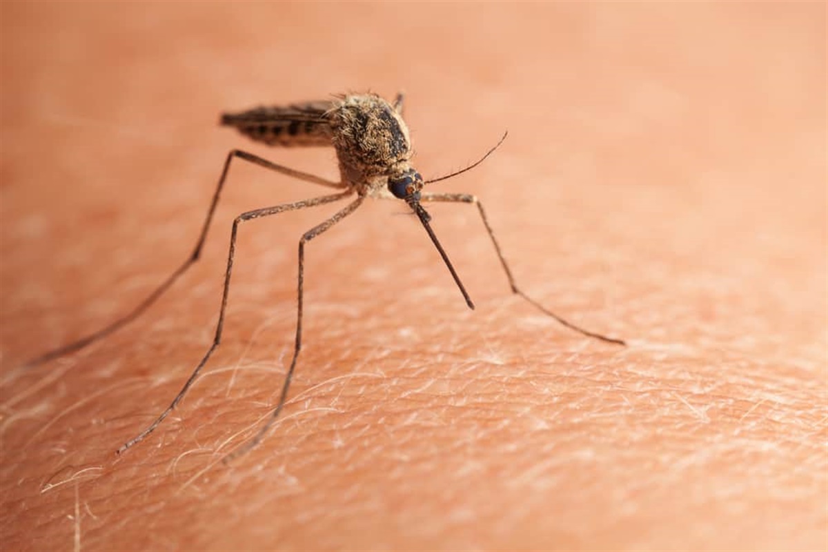 Çin’in Guangdong eyaletinde, sivrisinek kaynaklı chikungunya virüsü nedeniyle son bir