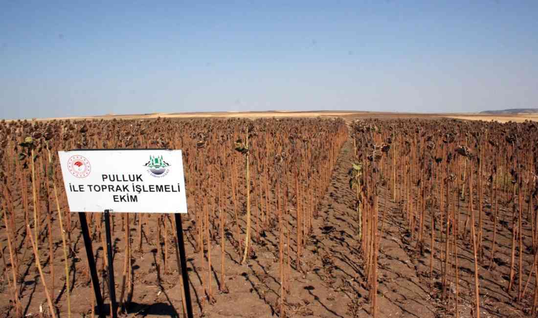 Edirne’de İl Tarım ve Orman Müdürlüğü, kentte yaşanan kuraklığın ayçiçeği