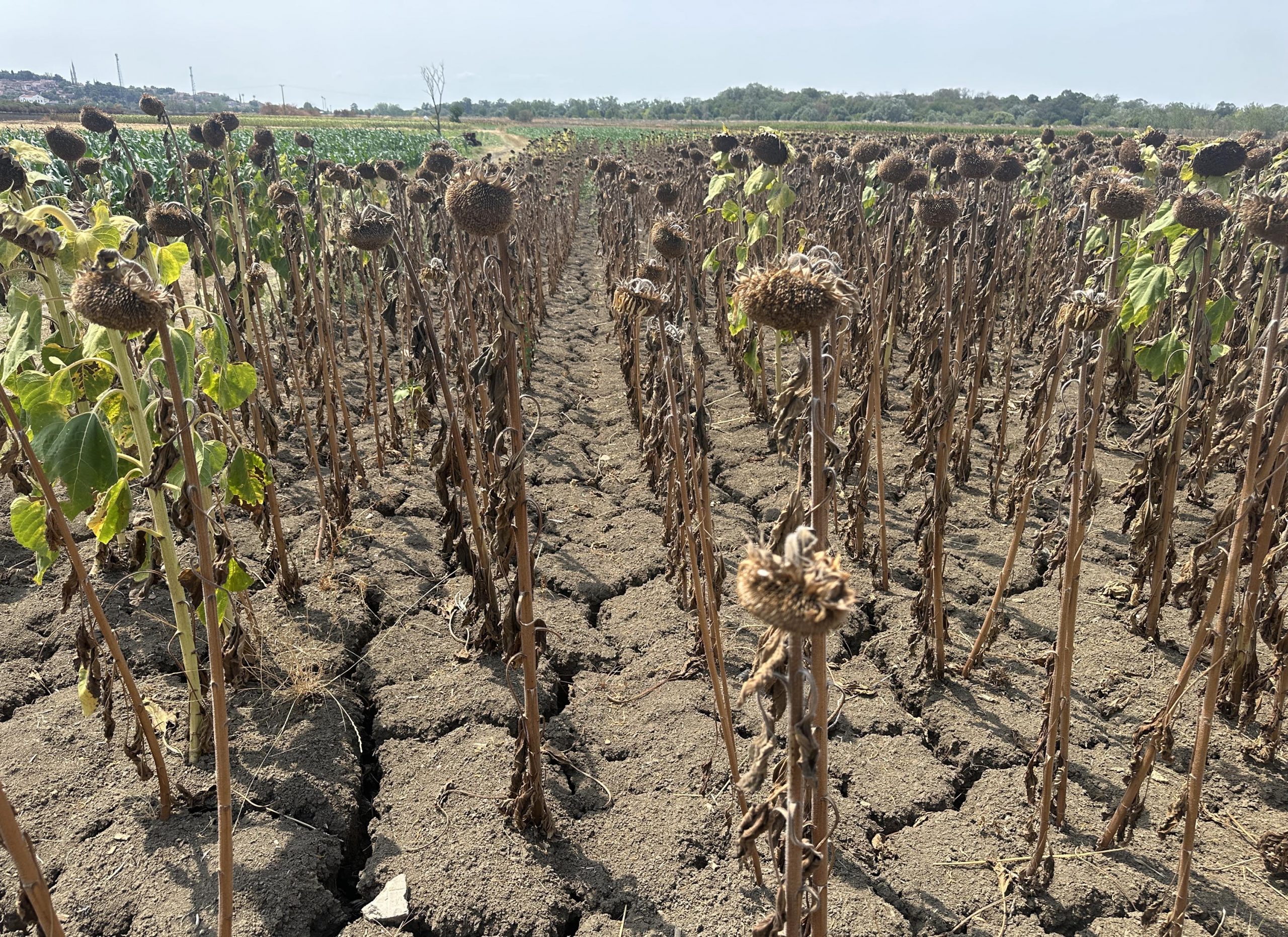 Edirne, Türkiye’nin önemli yağlık ayçiçeği üretim merkezlerinden biri olarak dikkat