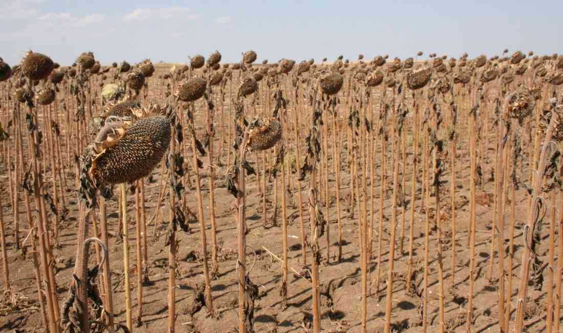 Edirne’de, İl Tarım ve Orman Müdürlüğü’nün “Farklı Toprak İşleme Yöntemleri
