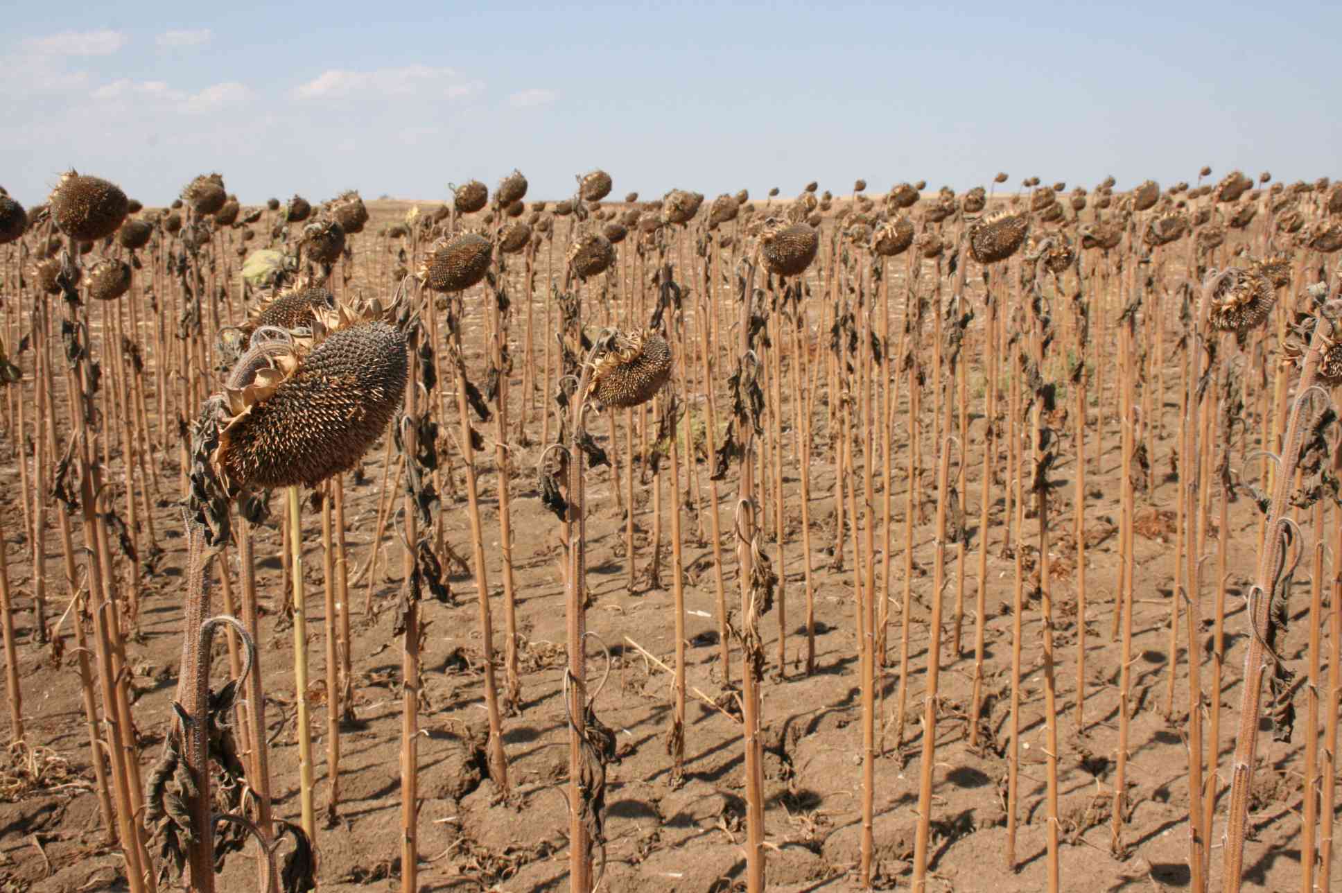 Edirne’de, İl Tarım ve Orman Müdürlüğü’nün “Farklı Toprak İşleme Yöntemleri