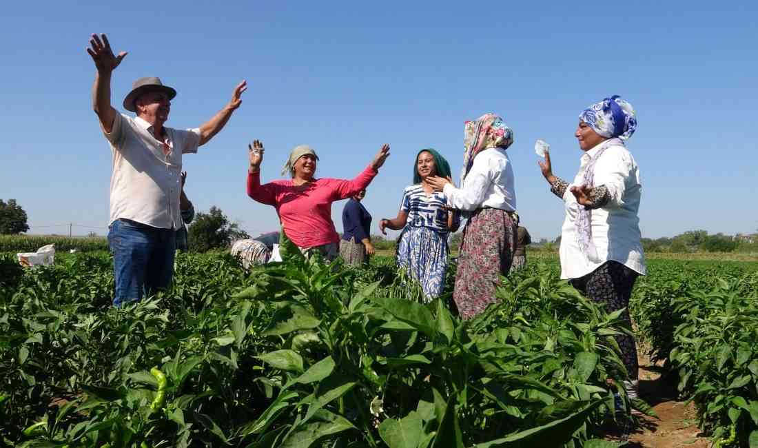 Edirne’nin meşhur tava ciğerinin yanındaki vazgeçilmez eşlikçi, Karaağaç acı biberinin
