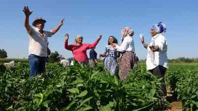 Edirne’nin meşhur tava ciğerinin yanındaki vazgeçilmez eşlikçi, Karaağaç acı biberinin