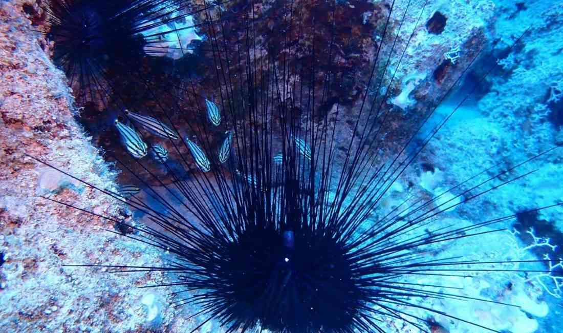 Ege Üniversitesi’nden Prof. Dr. Ali Ulaş, uzun dikenli deniz kestanesinin