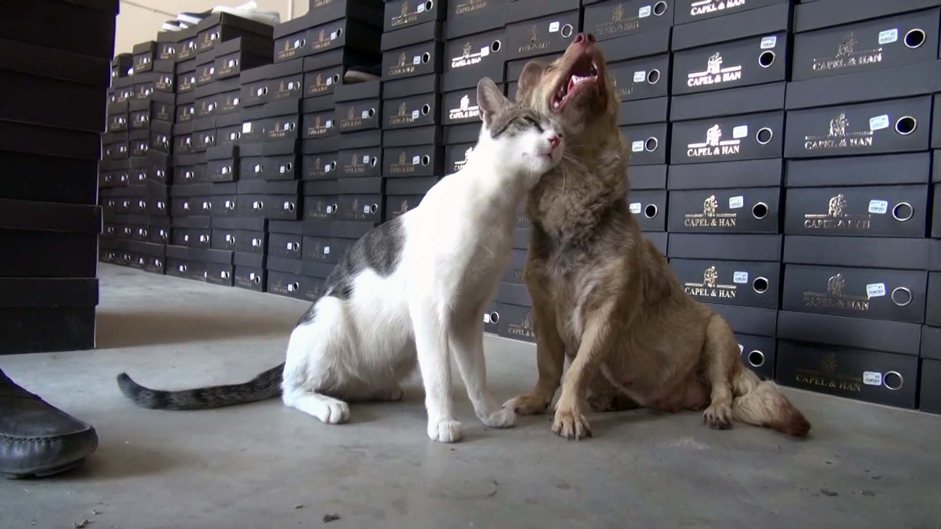 Hatay’ın Reyhanlı ilçesinde, depremzede olduğu ifade edilen dişi köpek Şifa,