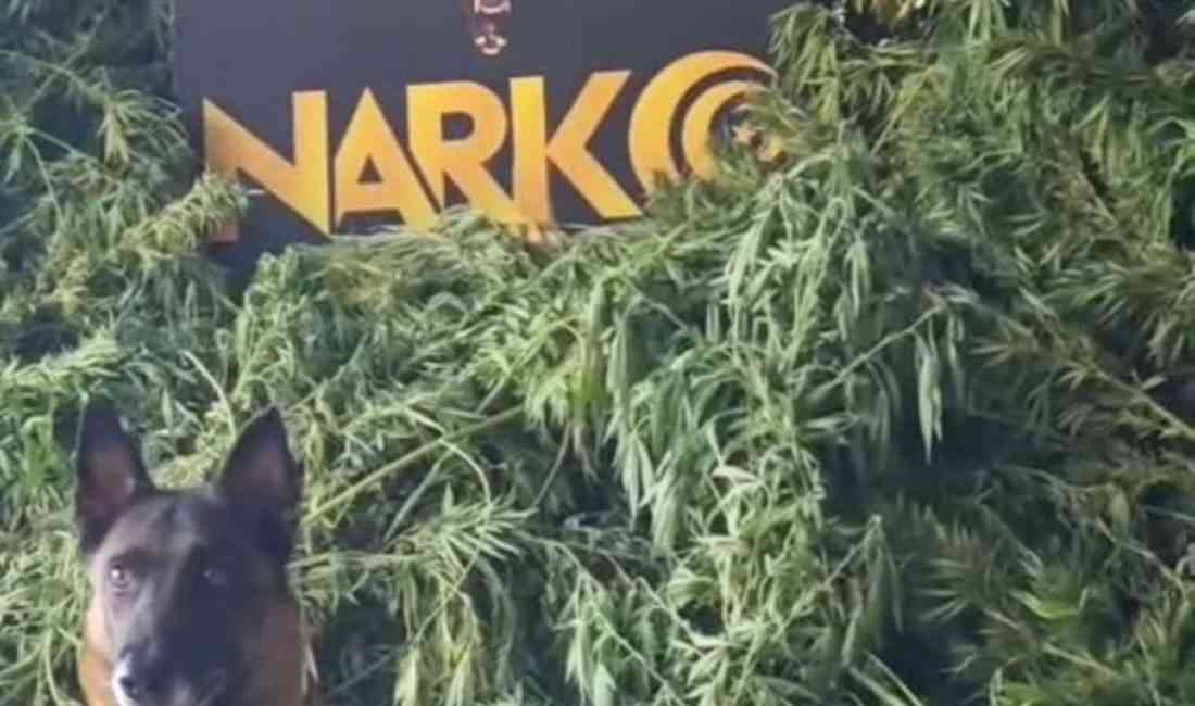 Aydın’ın Sultanhisar ve Nazilli ilçelerinde düzenlenen operasyonla, 2,4 kilogram esrar,