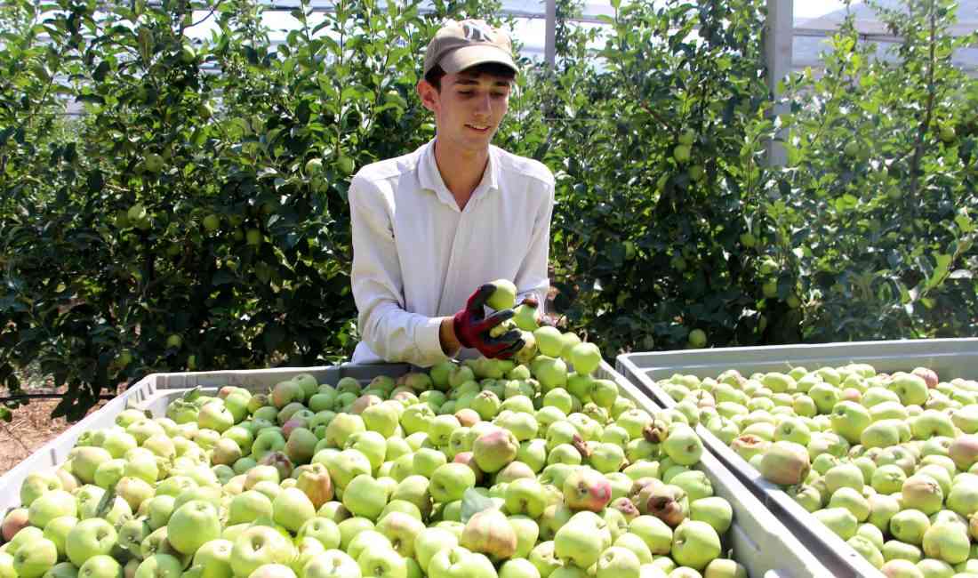 Isparta Ziraat Odası Başkanı Mustahattin Can Selçuk, bu yılki elma