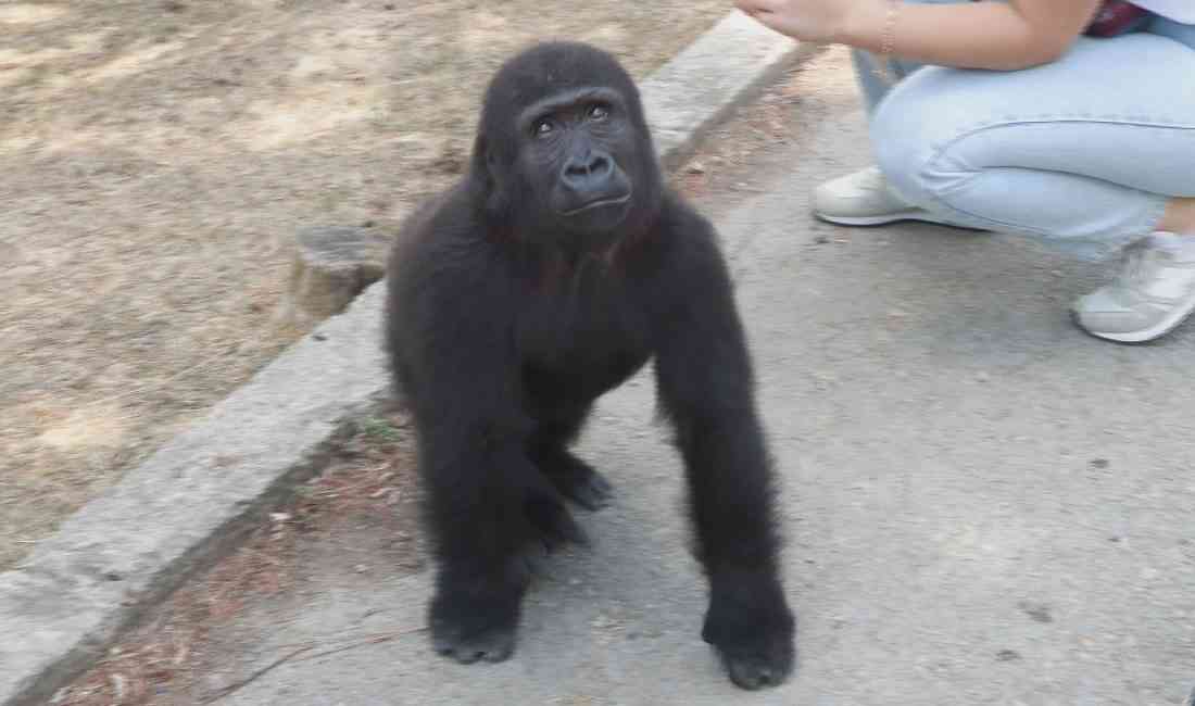 İstanbul Havalimanı’nda 2024 yılının son günlerinde yasadışı yollarla yurtdışına çıkartılmak