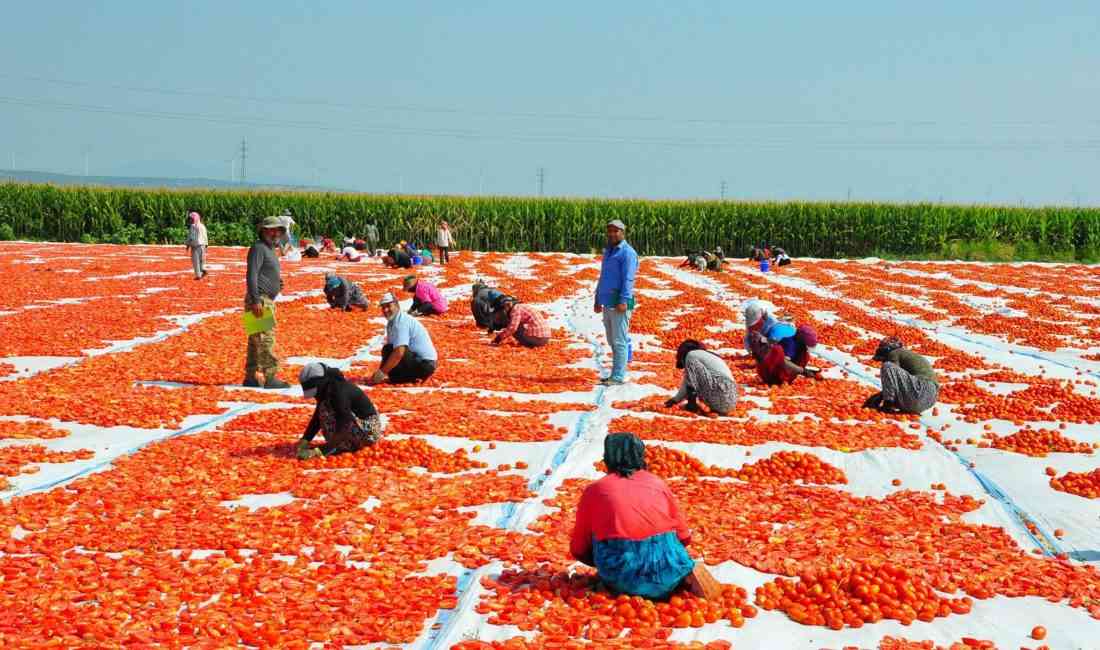 Manisa’nın Saruhanlı ve Turgutlu ilçelerinde hasat edilen domatesler, Gediz Ovası’nda