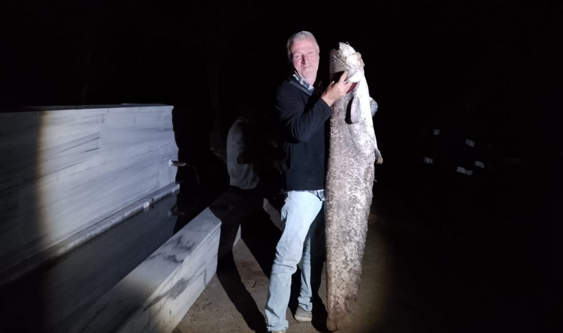 Bursa’da Amatör Balıkçı Dev Yayın Balığı Yakaladı Çiçeközü Barajı’nda 160 cm Boyunda ve 40 kg Ağırlığında Yayın