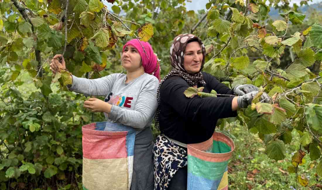 Ordu’da, bölgenin en önemli geçim kaynaklarından biri olan ve “yeşil