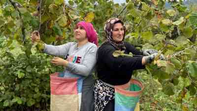Ordu’da, bölgenin en önemli geçim kaynaklarından biri olan ve “yeşil