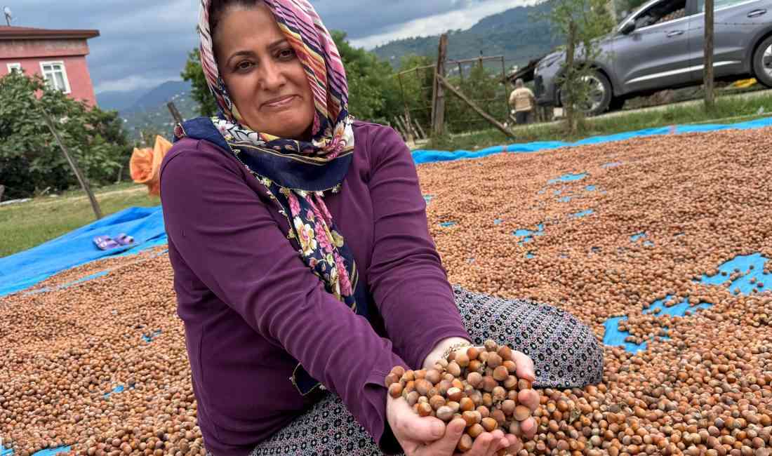 Ordu’da fındık hasadı, 4 Ağustos’ta sahil kesimlerinde başladı. Toprak Mahsulleri