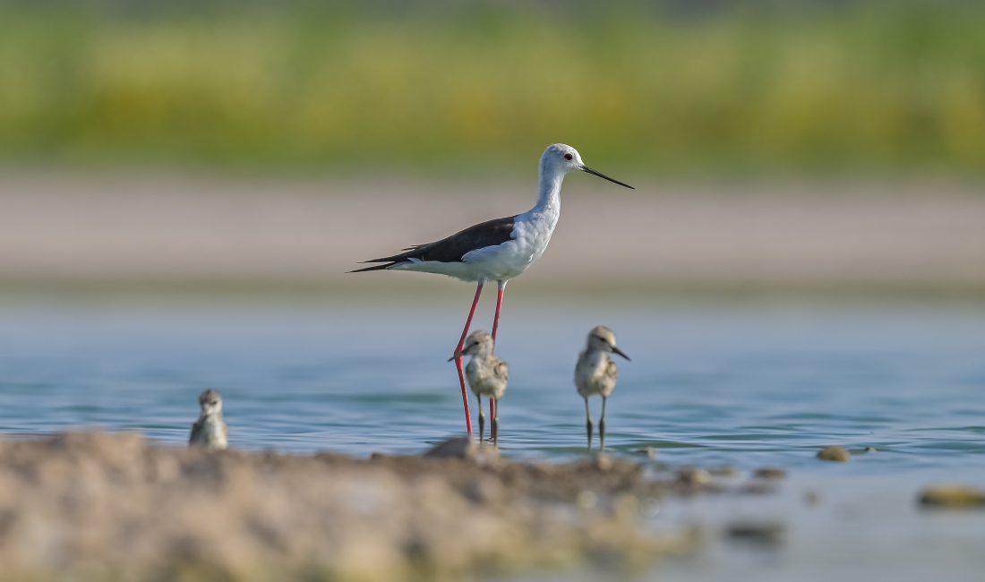 Diyarbakır’da bulunan Dicle Üniversitesi yerleşkesindeki Kabaklı Sulama Göleti, yaklaşık 150