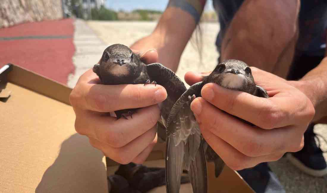 Ankara’nın farklı bölgelerinde binaların çatı aralarından düşerek yaralanan 5 yavru