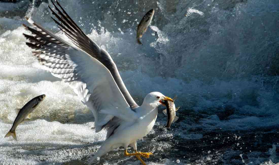 Van Gölü’nde İnci Kefali Popülasyonu Artıyor: 7 Bin 500 Ton