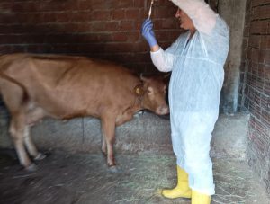 Hayvan Sağlığı İçin Yoğun Mücadele İlde hayvancılık ekonomisi ve hayvan