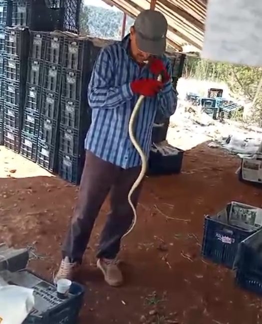 Mersin’in Erdemli ilçesinde, çiftçi Ferhat Gök, tarlasında karşılaştığı yılanı önce