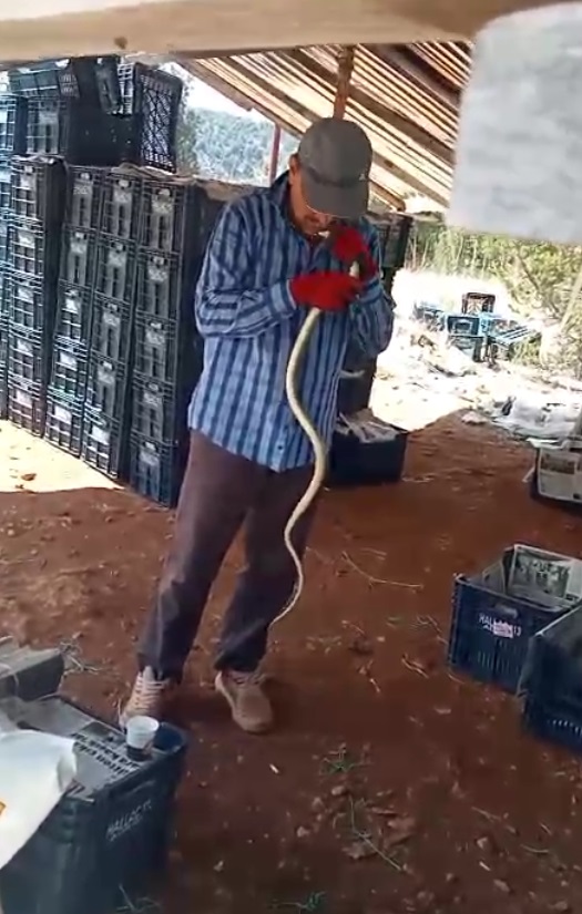 Mersin’in Erdemli ilçesinde, çiftçi Ferhat Gök, tarlasında karşılaştığı yılanı önce