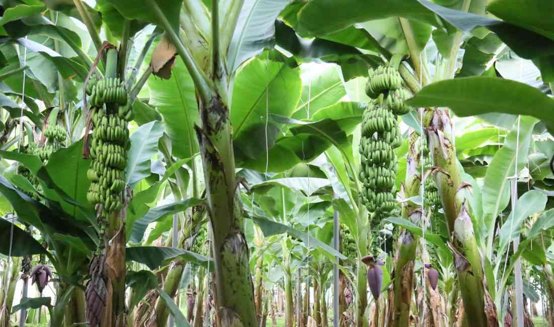 Türkiye’nin en çok muz üretilen ili Antalya’da, örtü altı üretim