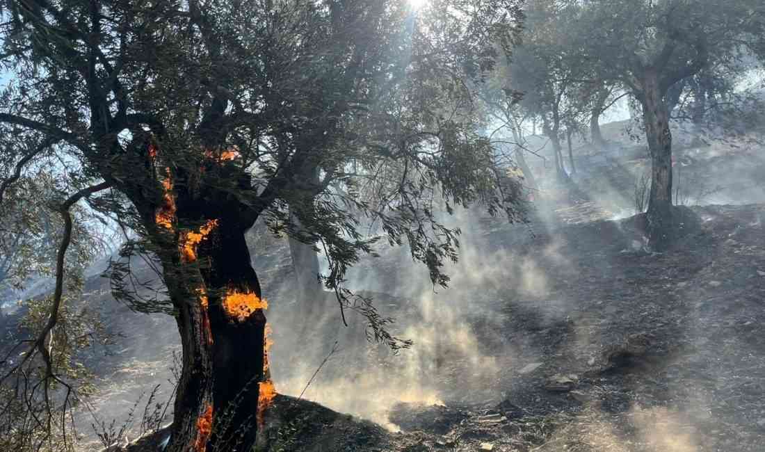 Aydın’ın Efeler ilçesindeki Dağeymiri Mahallesi’nde, zeytin ağaçlarıyla kaplı tarım arazisinde