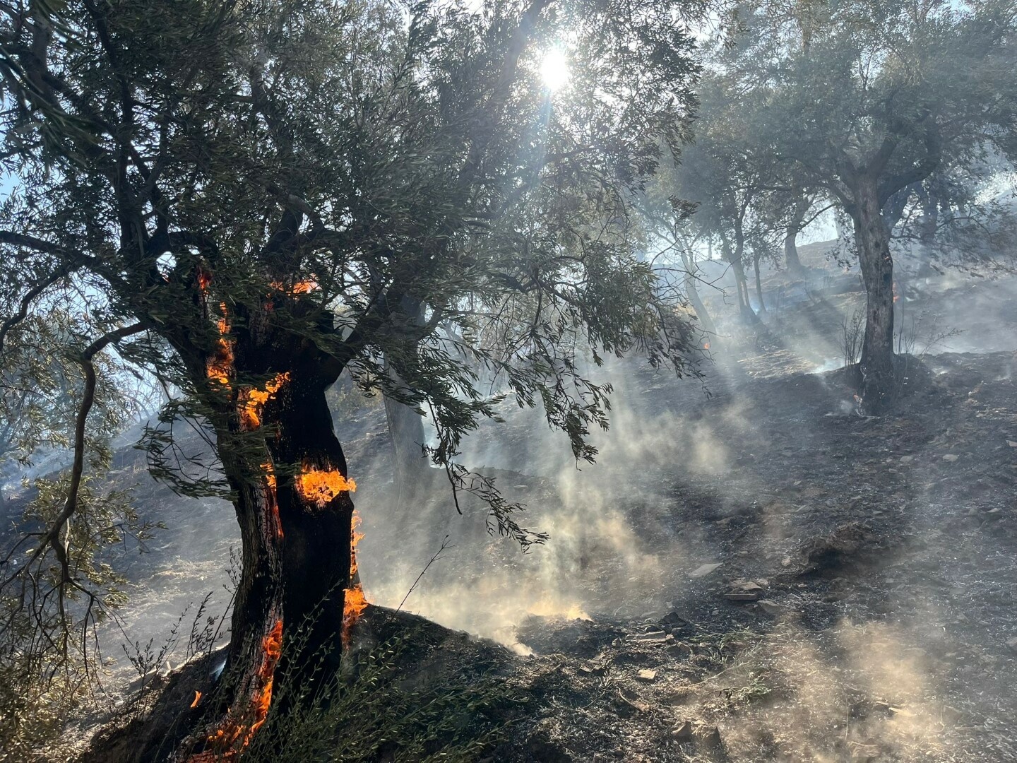 Aydın’ın Efeler ilçesindeki Dağeymiri Mahallesi’nde, zeytin ağaçlarıyla kaplı tarım arazisinde