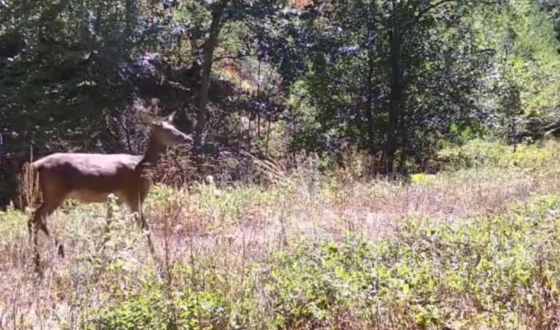Bolu Yedigöller Milli Parkı’nda Kızılgeyik Fotokapana Yansıdı Bolu’nun doğal güzellikleriyle öne çıkan Yedigöller Milli Parkı, yaban hayatı