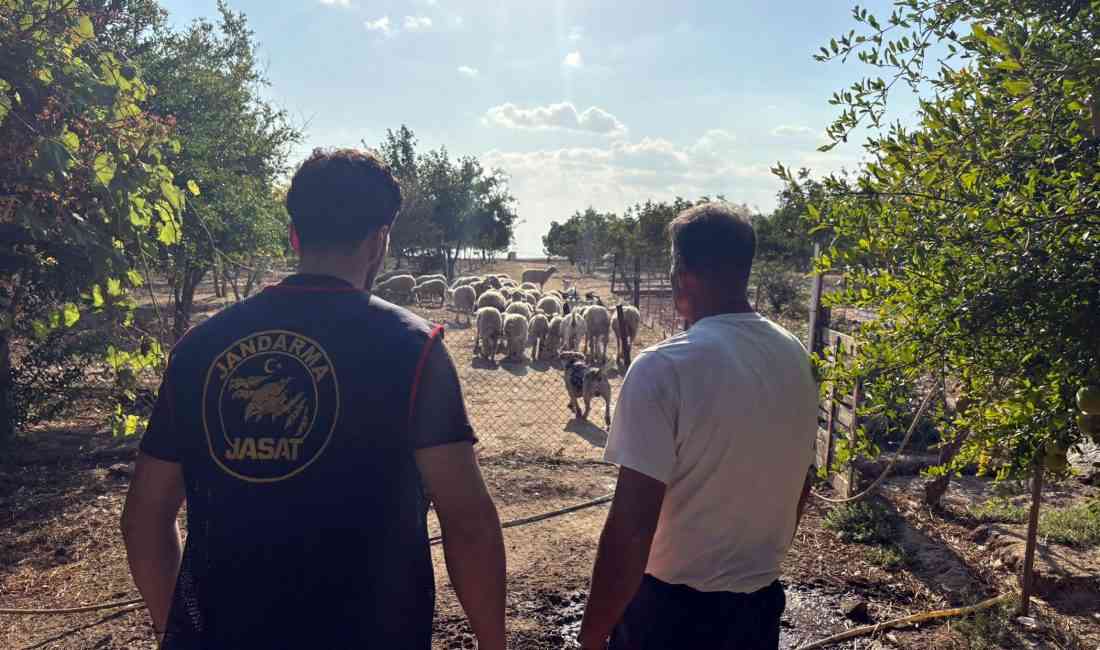 Çorlu ilçesi Türkgücü Mahallesi’nde, bir çiftlikteki 40 koyun çalındı. Çiftlik
