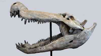 Arjantin’in güneyindeki Patagonya bölgesinde, yaklaşık 70 milyon yıl önce yaşamış