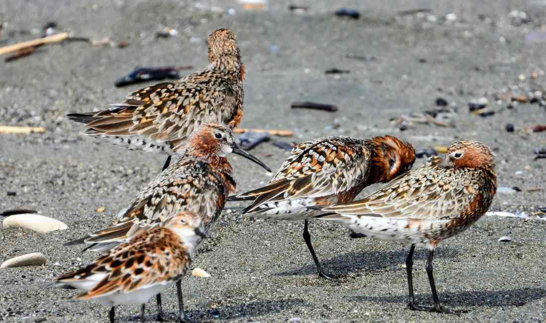 Hatay’ın Samandağ ilçesinde geçen hafta doğal sit alanı ilan edilen
