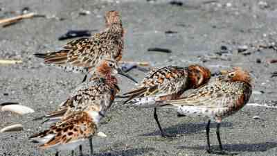 Hatay’ın Samandağ ilçesinde geçen hafta doğal sit alanı ilan edilen