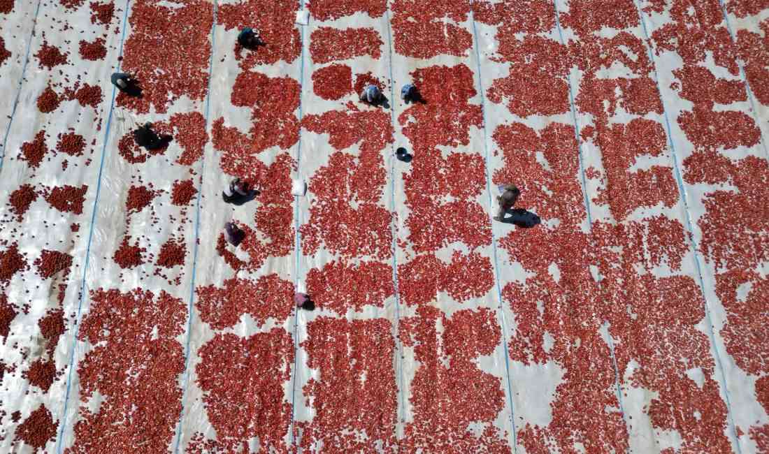 ERCİYES Dağı eteklerindeki Kayseri’nin Yeşilhisar ilçesinde yaklaşık 5 bin dekar