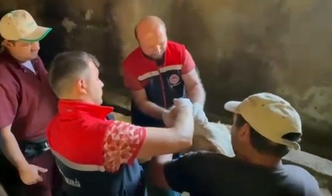 Erzurum’da şap hastalığına karşı yürütülen aşılama çalışmaları sürüyor. Tarım ve