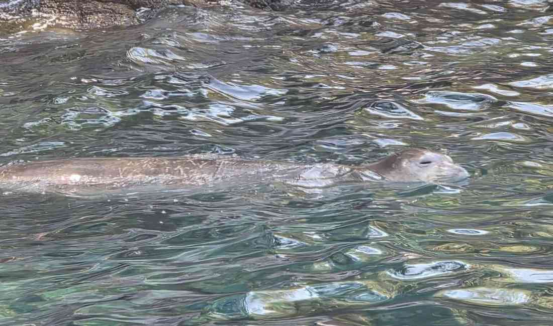 Muğla’nın Fethiye ilçesindeki Tarzan Koyu’nda, nesli tükenme tehlikesi altında olan