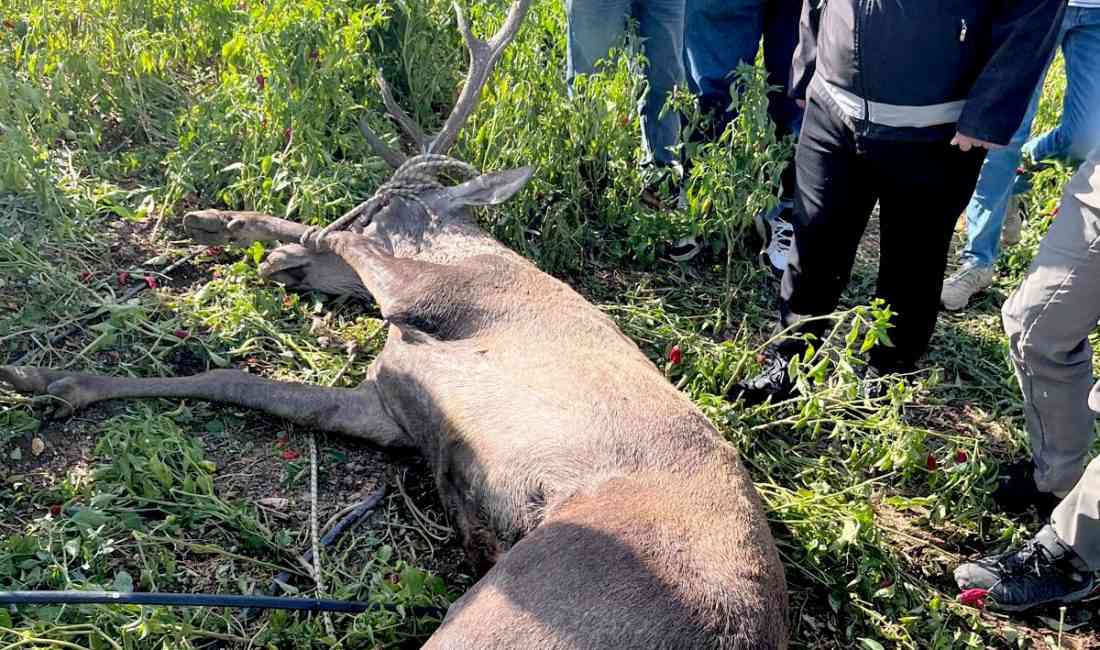 Gaziantep’in İslahiye ilçesinde sulama hortumlarına takılarak mahsur kalan kızılgeyik, ekiplerin